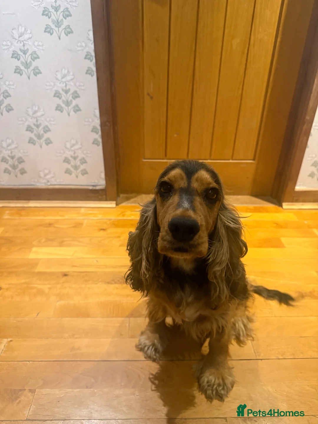 Cocker Spaniel dogs for sale: 7 Beautiful Show Cocker Spaniels - Advert 2