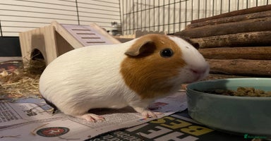 Guinea Pig rodents - Advert 7