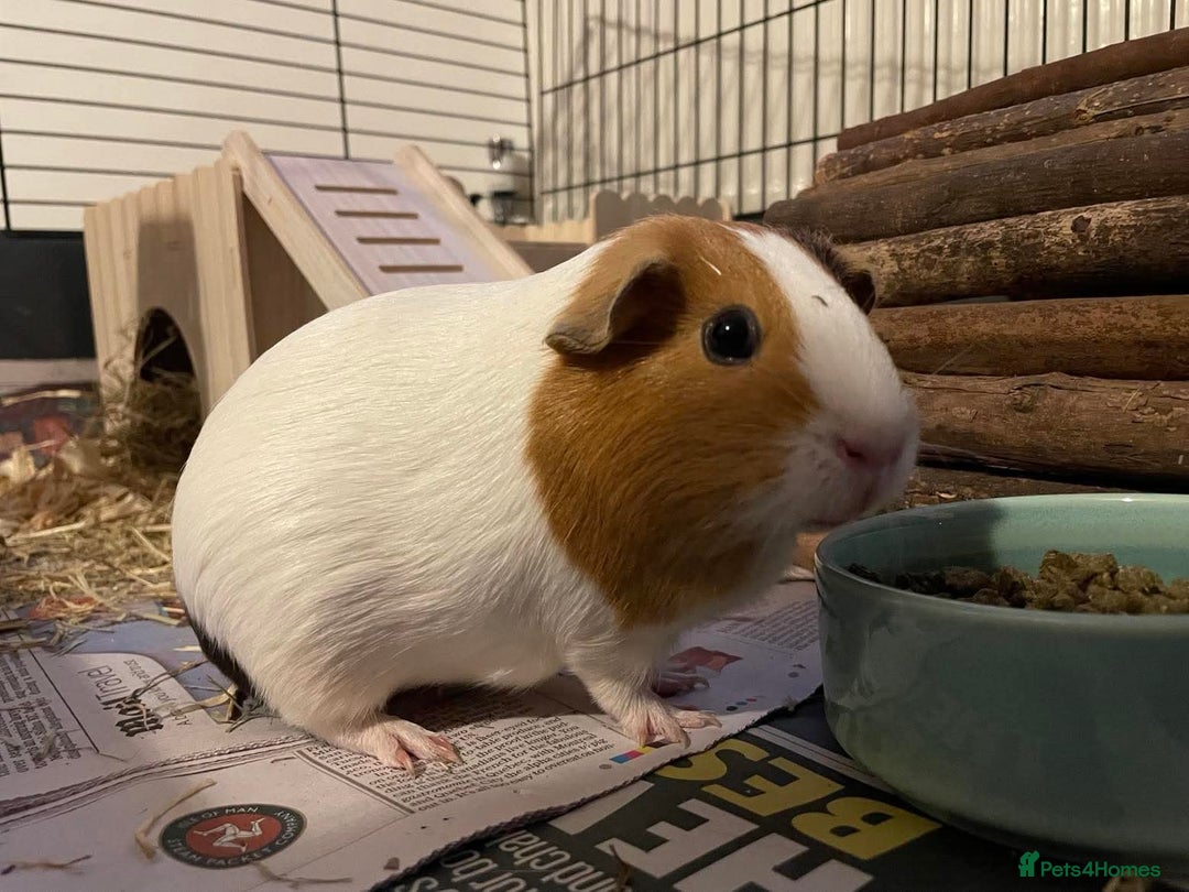 Guinea Pig rodents for sale: Female Pair  - Image 3