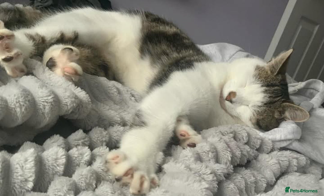 Mixed Breed cats for sale: Make kitten - Image 2