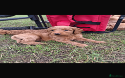 Mini Goldendoodle dogs for sale: F1 Goldendoodle puppies  - Image 15