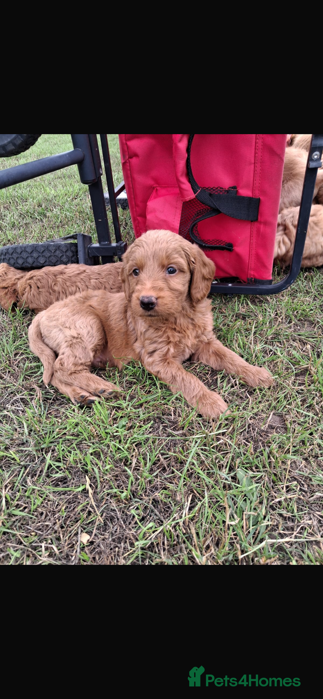 Mini Goldendoodle dogs for sale: F1 Goldendoodle puppies  - Image 15