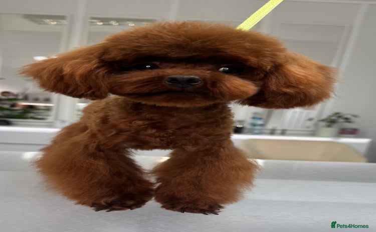 Toy Poodle dogs - Advert 5
