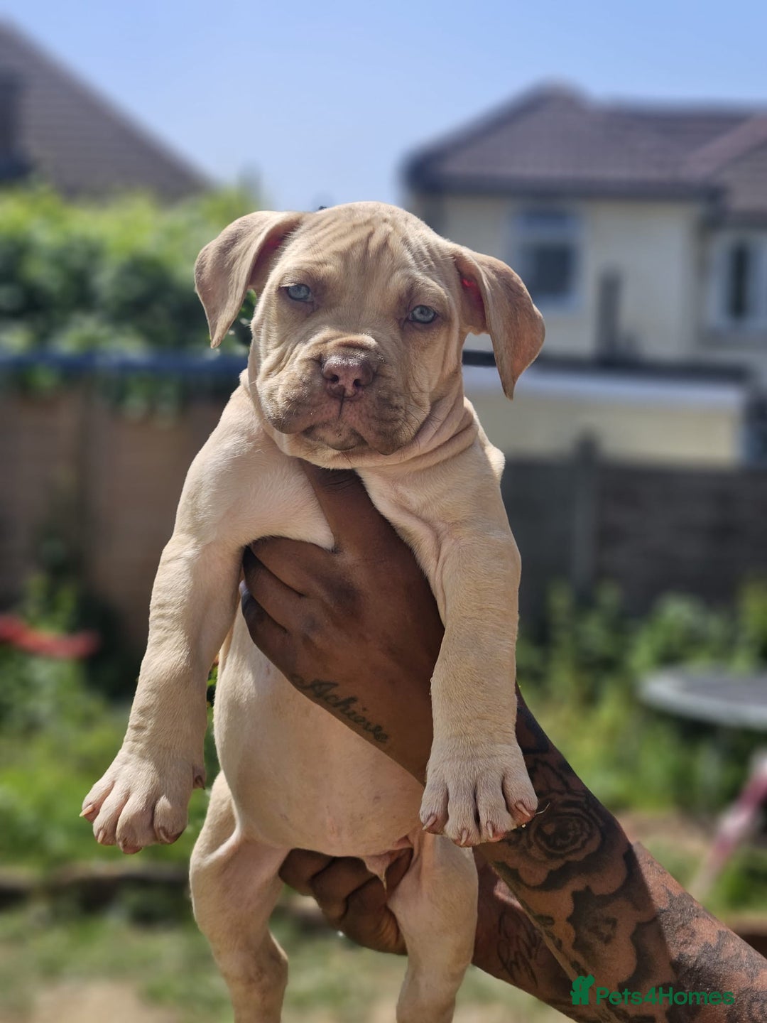 Mastiff dogs for sale: Boerbel x ultimate Mastiff in London - Image 16