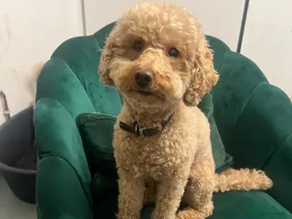 Maltipoo dogs 🤩 1 stunning female Maltipoo 🤩 - Advert 10