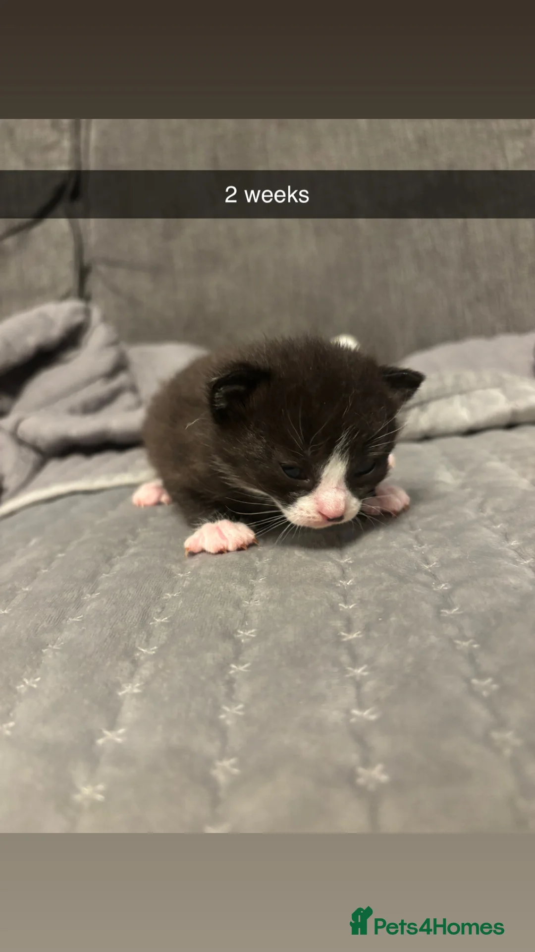 Domestic Shorthair cats for sale: 4 baby kittens  - Advert 9