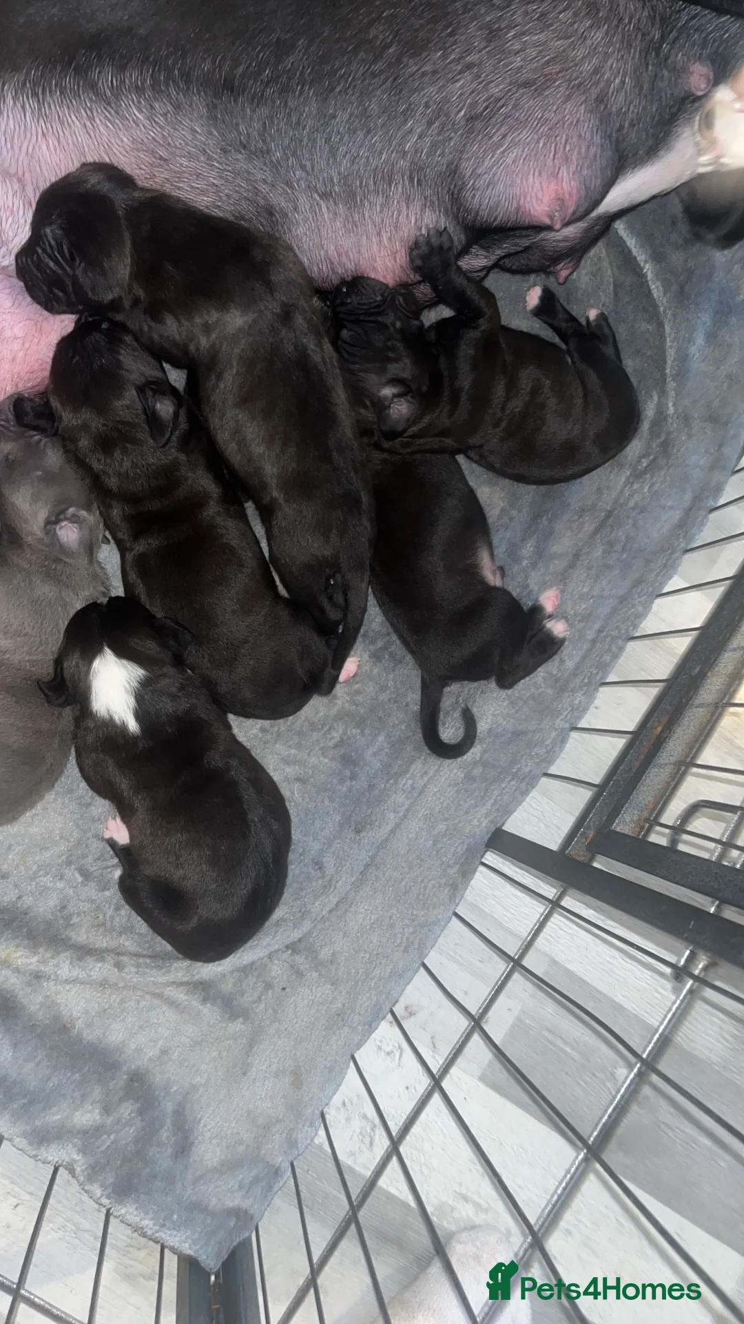 Mixed Breed dogs for sale: Staff x cane Corso  in Norwich - Advert 2