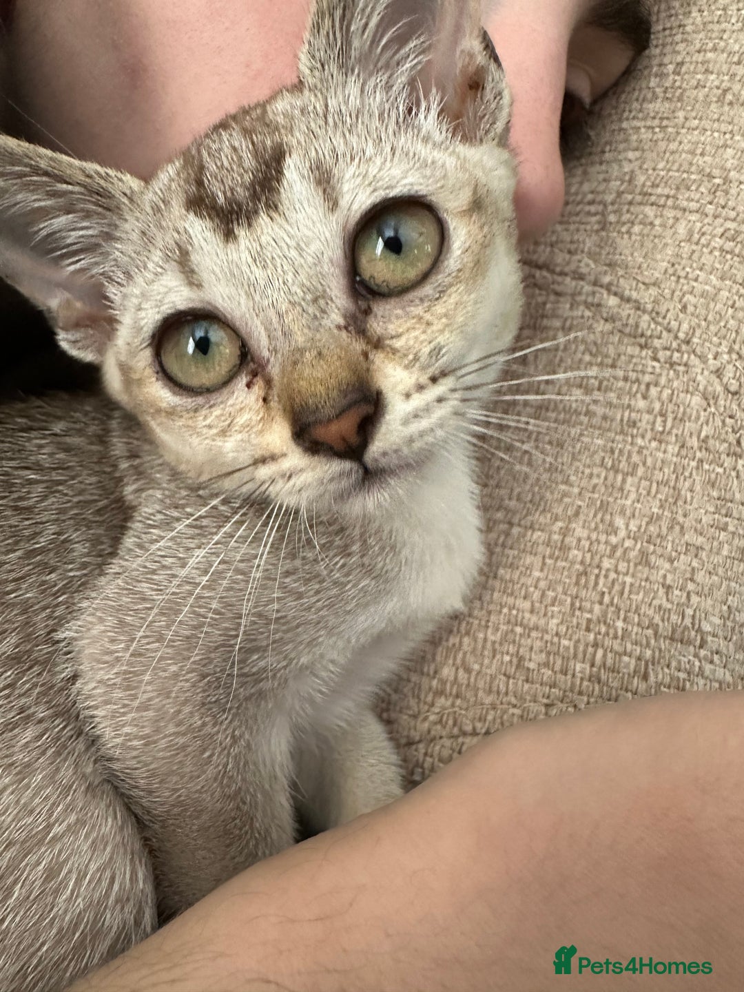 Burmese cats for sale: GCCF reg Pedigree Kittens - Image 11
