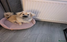 Tibetan Spaniel dogs for sale: Health tested boy - Advert 2