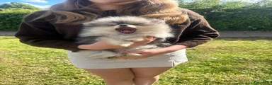 Pomeranian Puppy 1