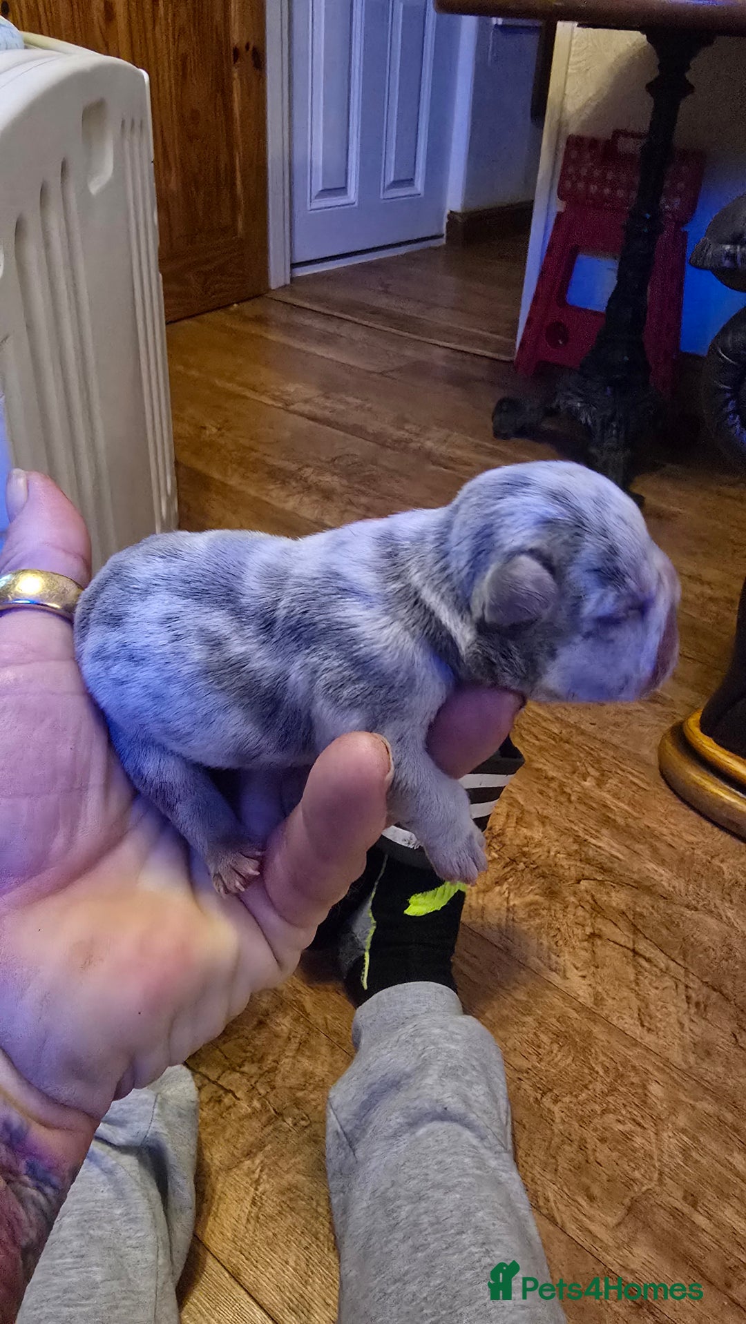 French Bulldog dogs for sale: FRENCH BULLDOG ** - Image 11