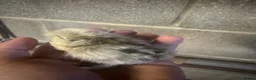 Chickens poultry for sale: Silkie chicks uk / USA  - Advert 4