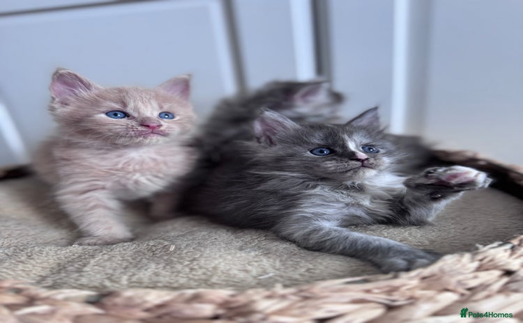 Maine Coon cats - Advert 11