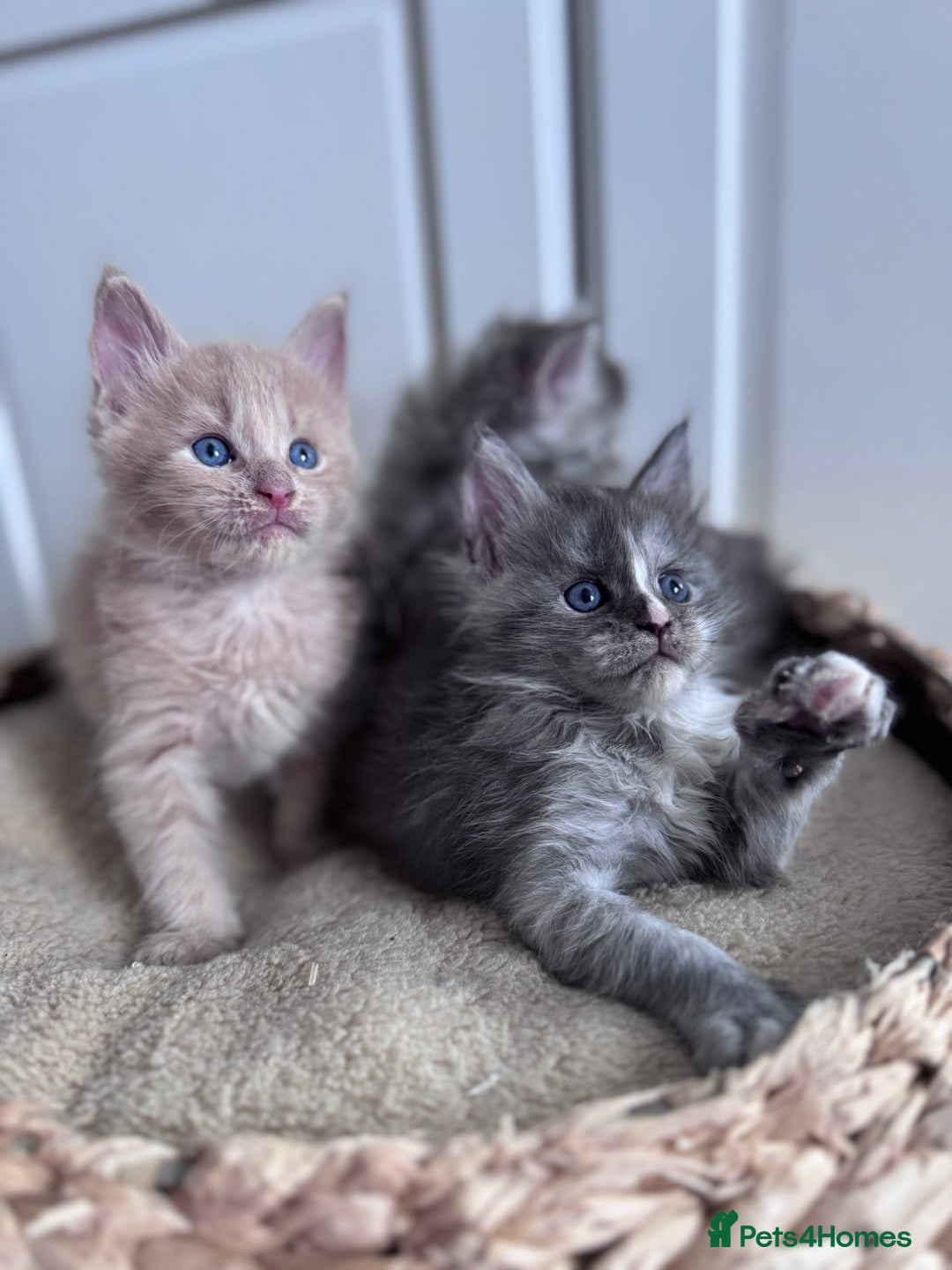 Maine Coon cats for sale: 🌟🌟Beautiful Maine Coon kittens 🌟🌟 - Image 1