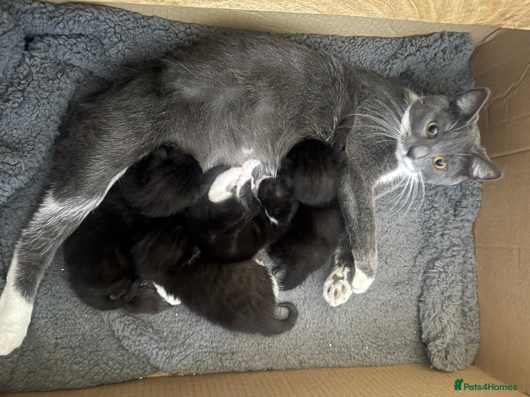 Mixed Breed cats for sale: 3 boys Available  - Image 5