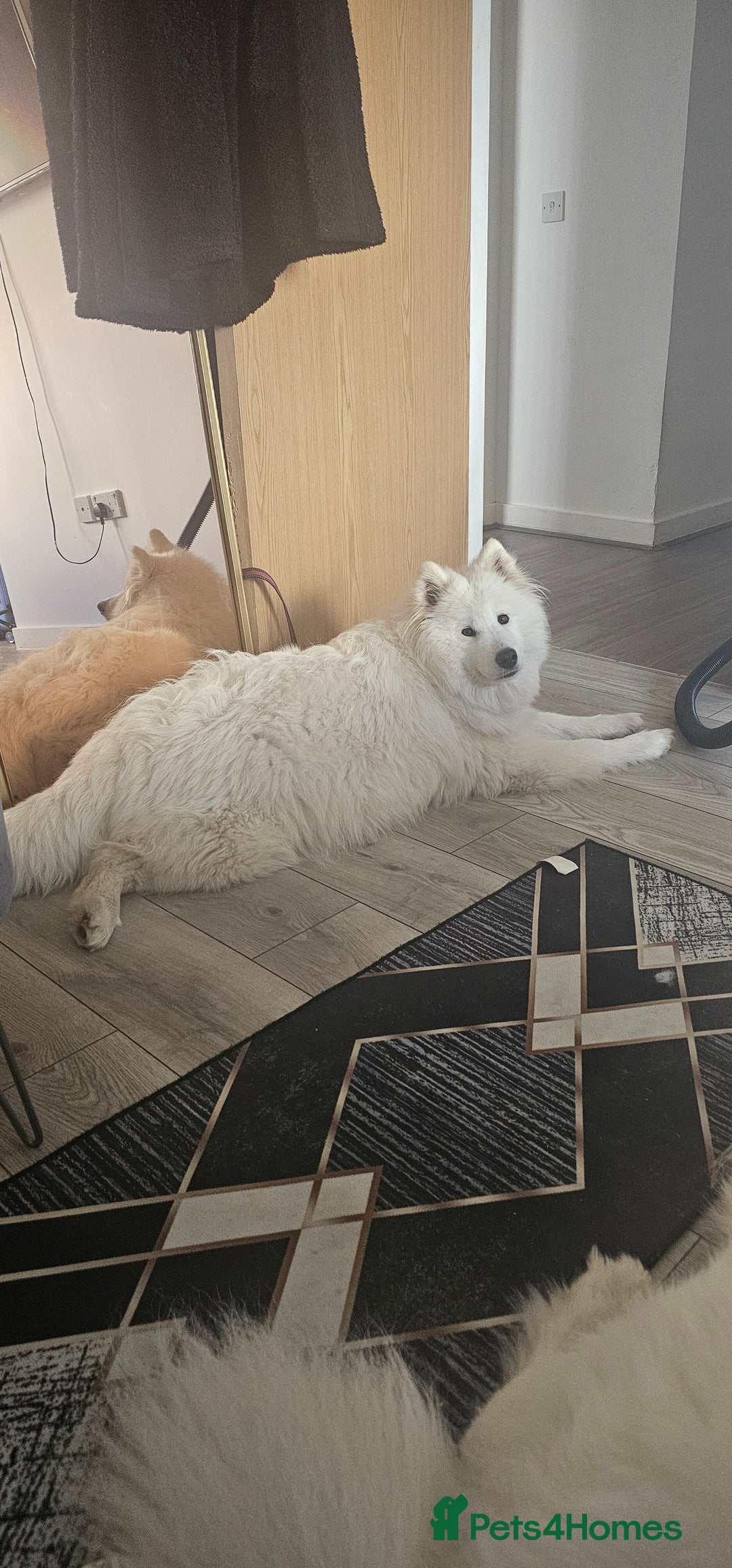 Samoyed dogs for sale: Juz są !!  we accept a reservation now  - Image 4