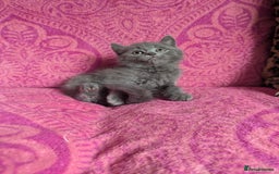 British Shorthair cats for sale: British short hair cross kittens, grey black.  - Image 4