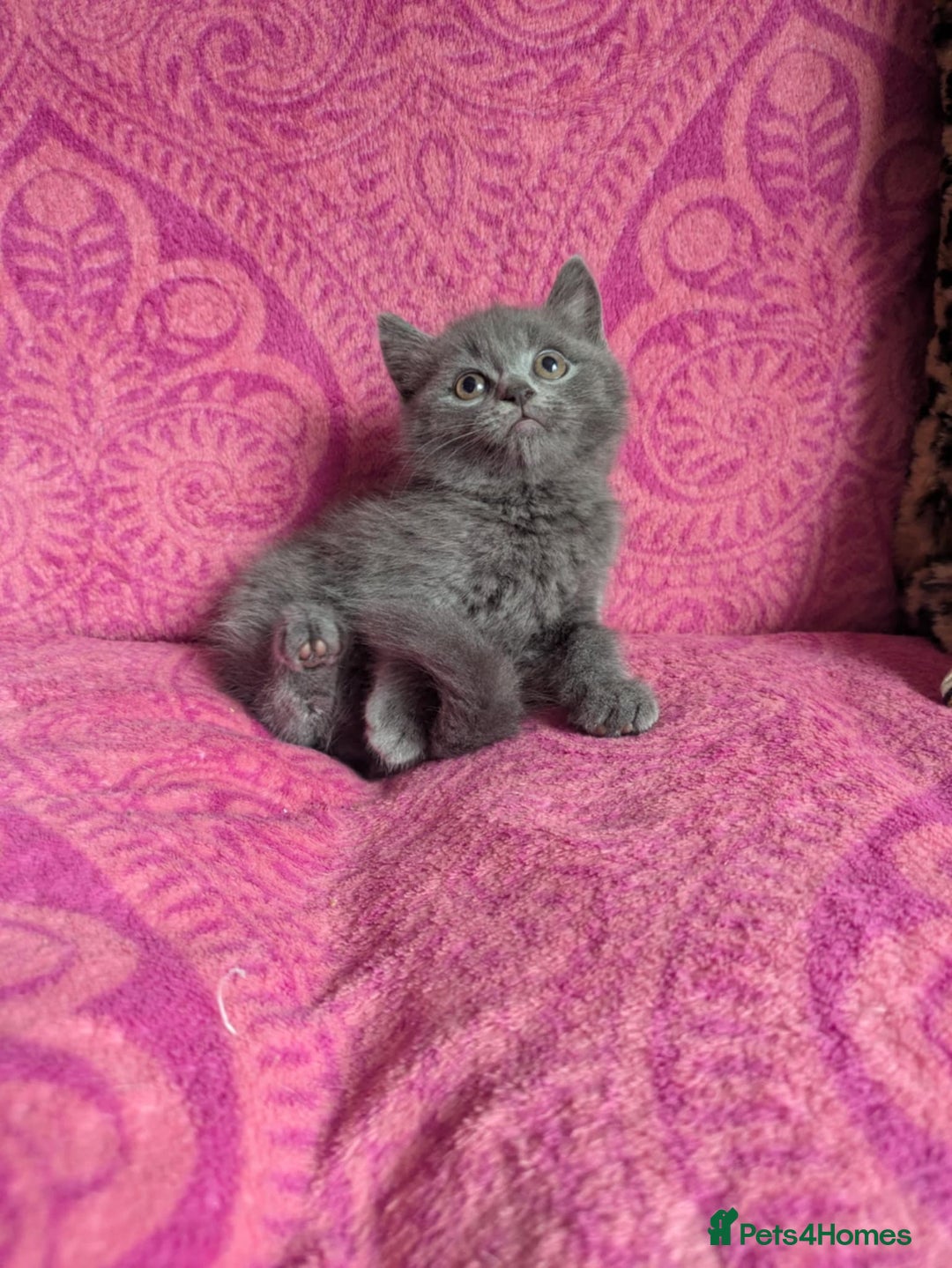 British Shorthair cats for sale: British short hair cross kittens, grey black.  - Image 4
