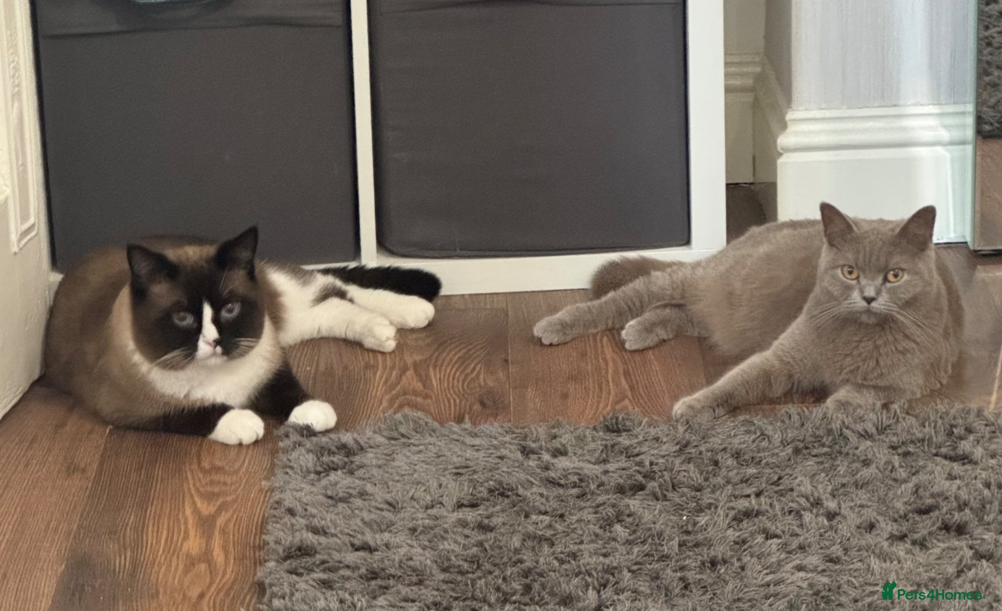 Mixed Breed cats British /snowshoe healthy kittens  - Advert 3