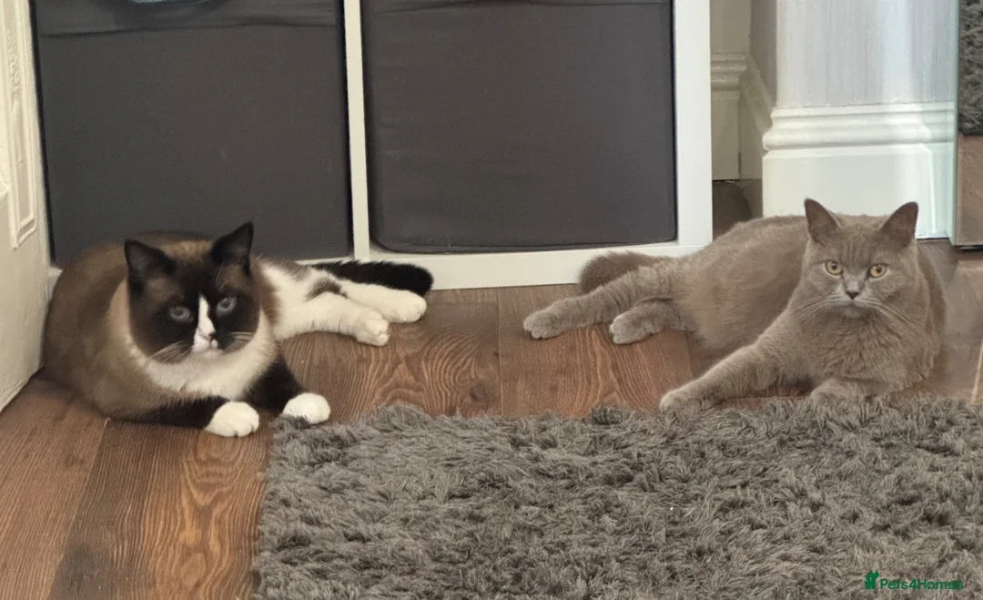Mixed Breed cats for sale: British /snowshoe healthy kittens  in Carshalton - Advert 1