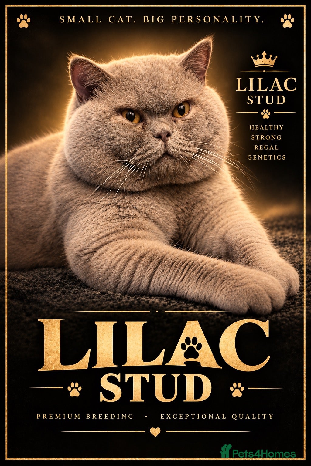 British Shorthair cats for stud: Lilac bsh stud duties - Advert 3