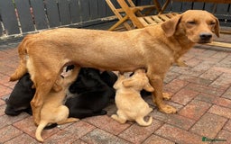 Labrador Retriever dogs for sale: Working Labrador Puppies - Image 3