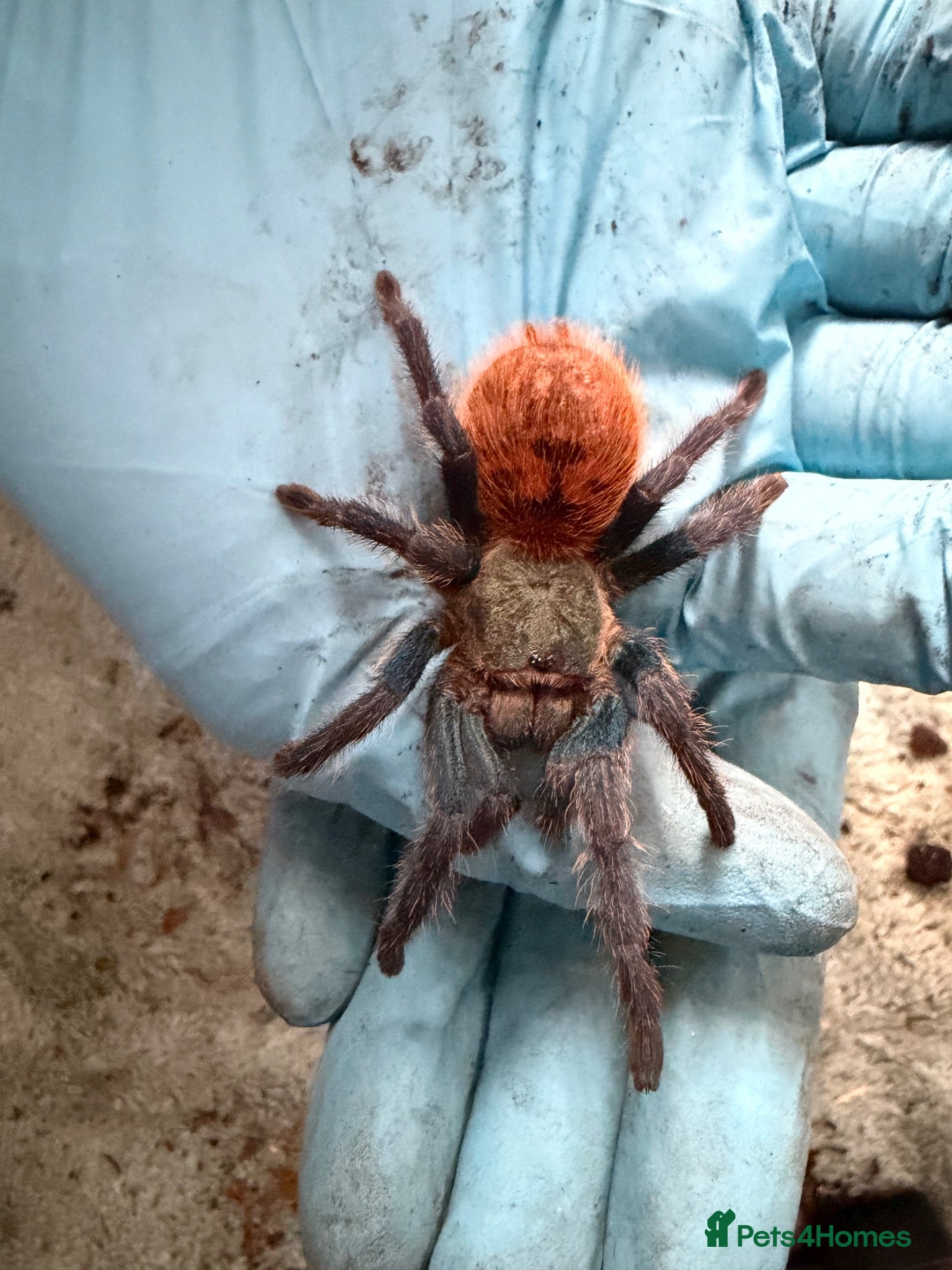 Tarantulas invertebrates Chrom. cyaneopubescens GREEN BOTTLE BLUE - Advert 5