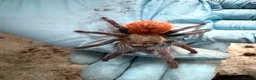 Tarantulas invertebrates for sale: Chrom. cyaneopubescens GREEN BOTTLE BLUE in Canvey Island - Advert 1