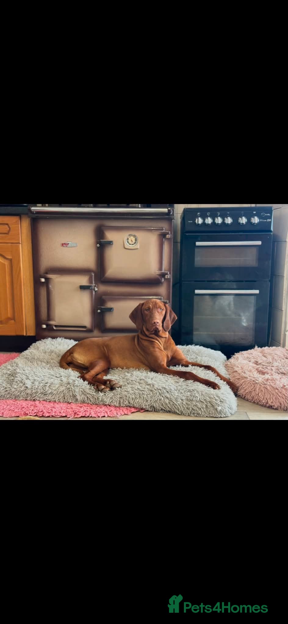 Hungarian Vizsla dogs 10month old girl for forever pet home - Advert 2