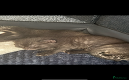 Maine Coon cats for sale: Beautiful Maine Coon Cross Kittens - Image 5