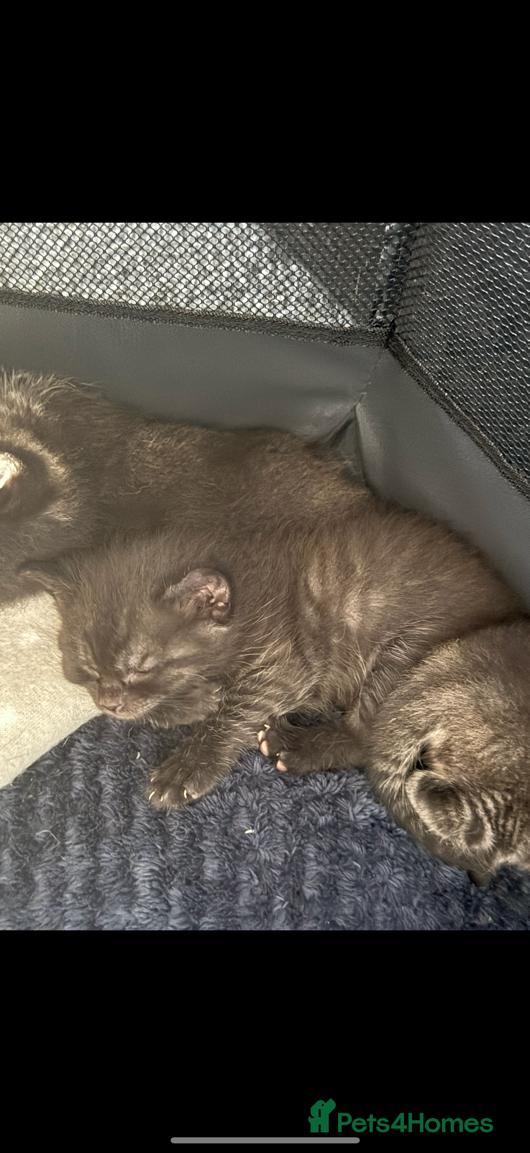 Maine Coon cats for sale: Beautiful Maine Coon Cross Kittens - Image 5