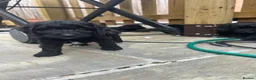 Cockapoo dogs for sale: F1 Cockapoo puppies (from health tested parents) - Advert 3
