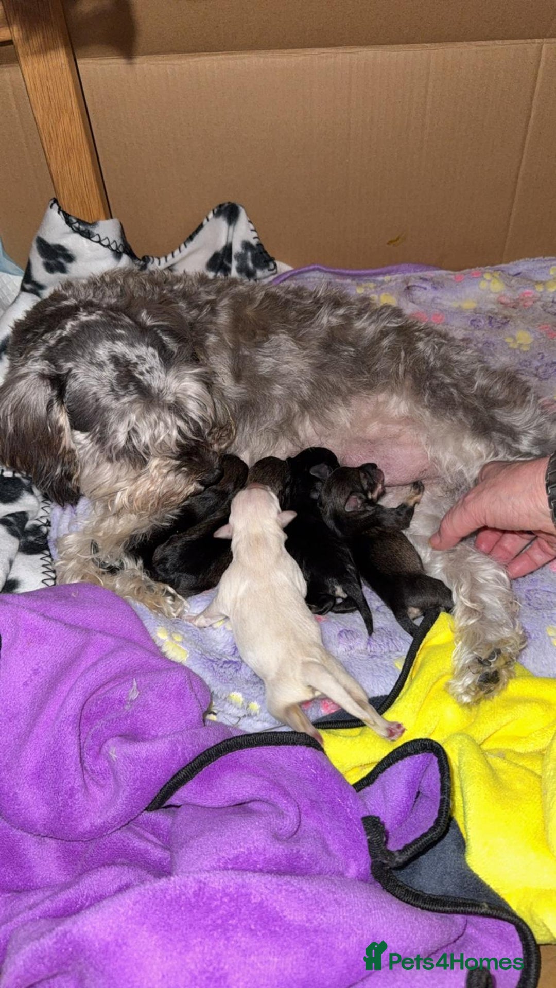 Mixed Breed dogs for sale: Schnauzer x snoodle - Image 2