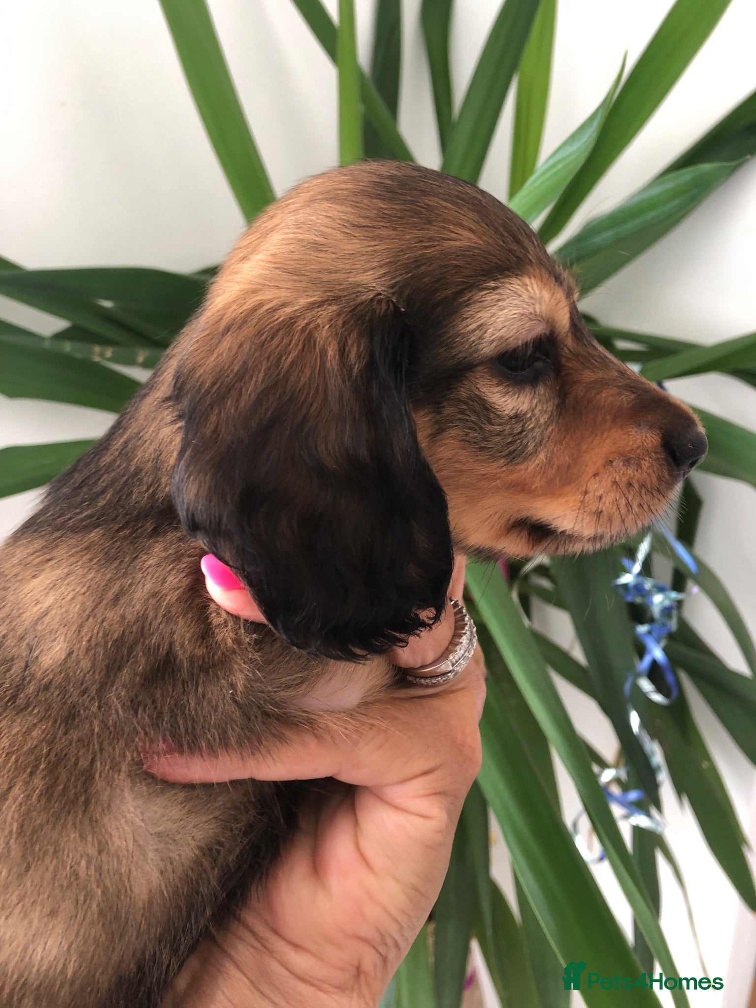 Miniature Dachshund dogs  L/H Miniature Dachshunds K.C Reg - Advert 9