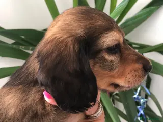 Miniature Dachshund dogs L/H Miniature Dachshunds K.C Reg - Advert 9