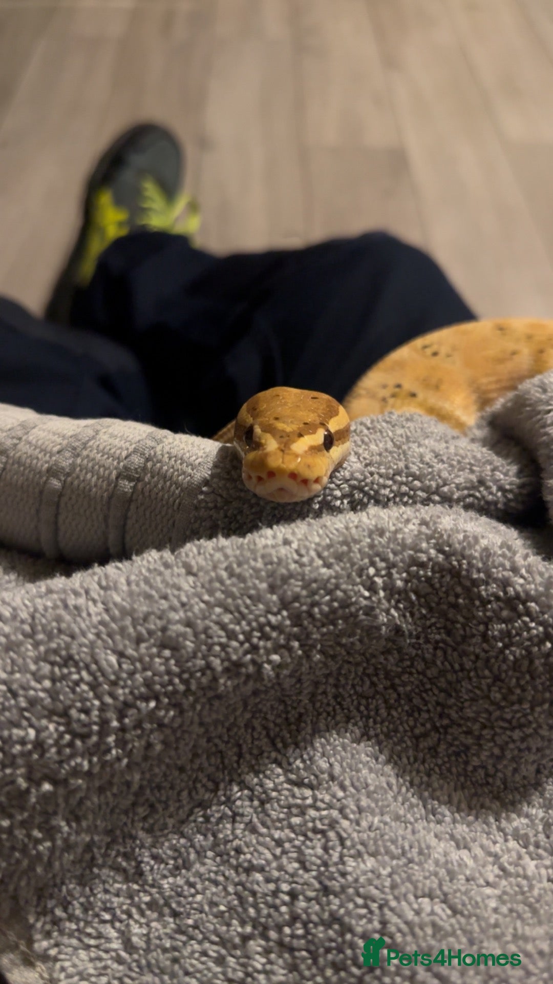 Python Snake reptiles Royal python  with setup - Advert 1