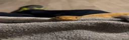 Python Snake reptiles for sale: Royal python  with setup - Advert 1