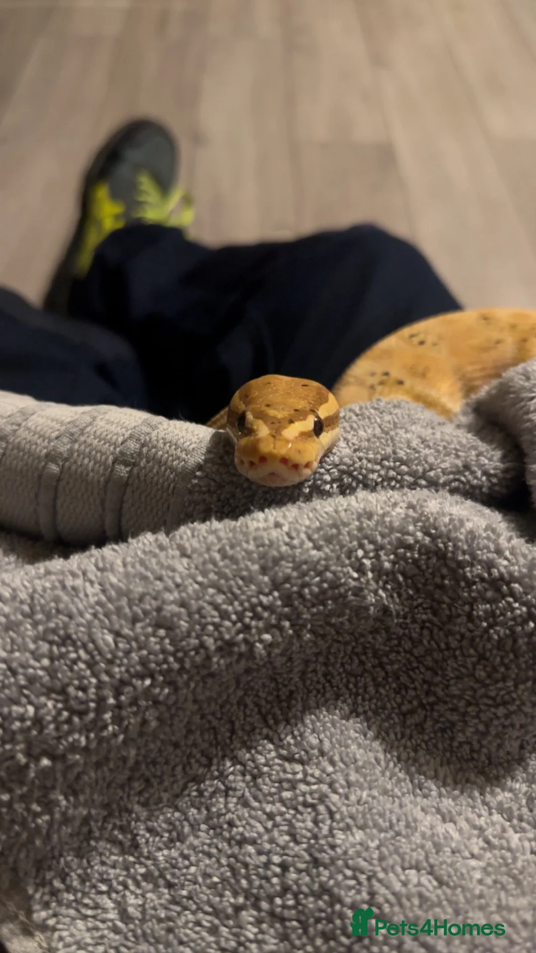 Python Snake reptiles for sale: Royal python  with setup - Advert 1