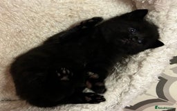 Russian Blue cats for sale: Black Russian blue  - Image 3