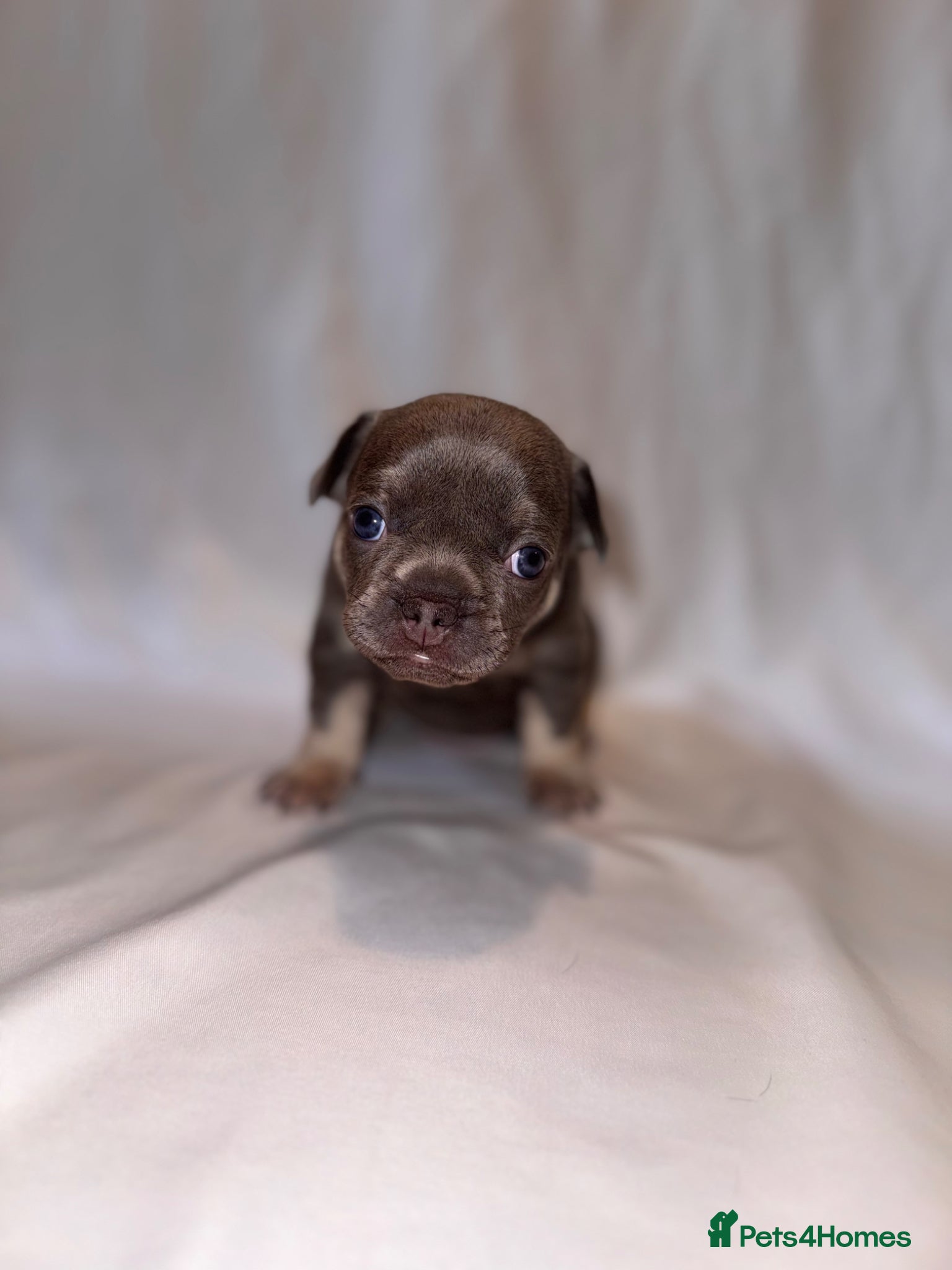 French Bulldog dogs for sale: Exceptional French Bulldog Puppies in Bristol - Advert 36
