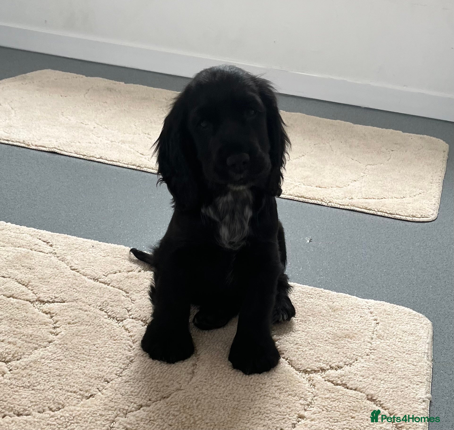 Cocker Spaniel dogs Beautiful Show Type Cocker Spaniel Puppies - Advert 2