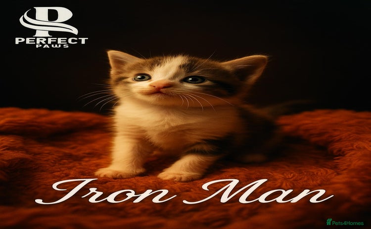 Norwegian Forest Cat cats - Advert 1