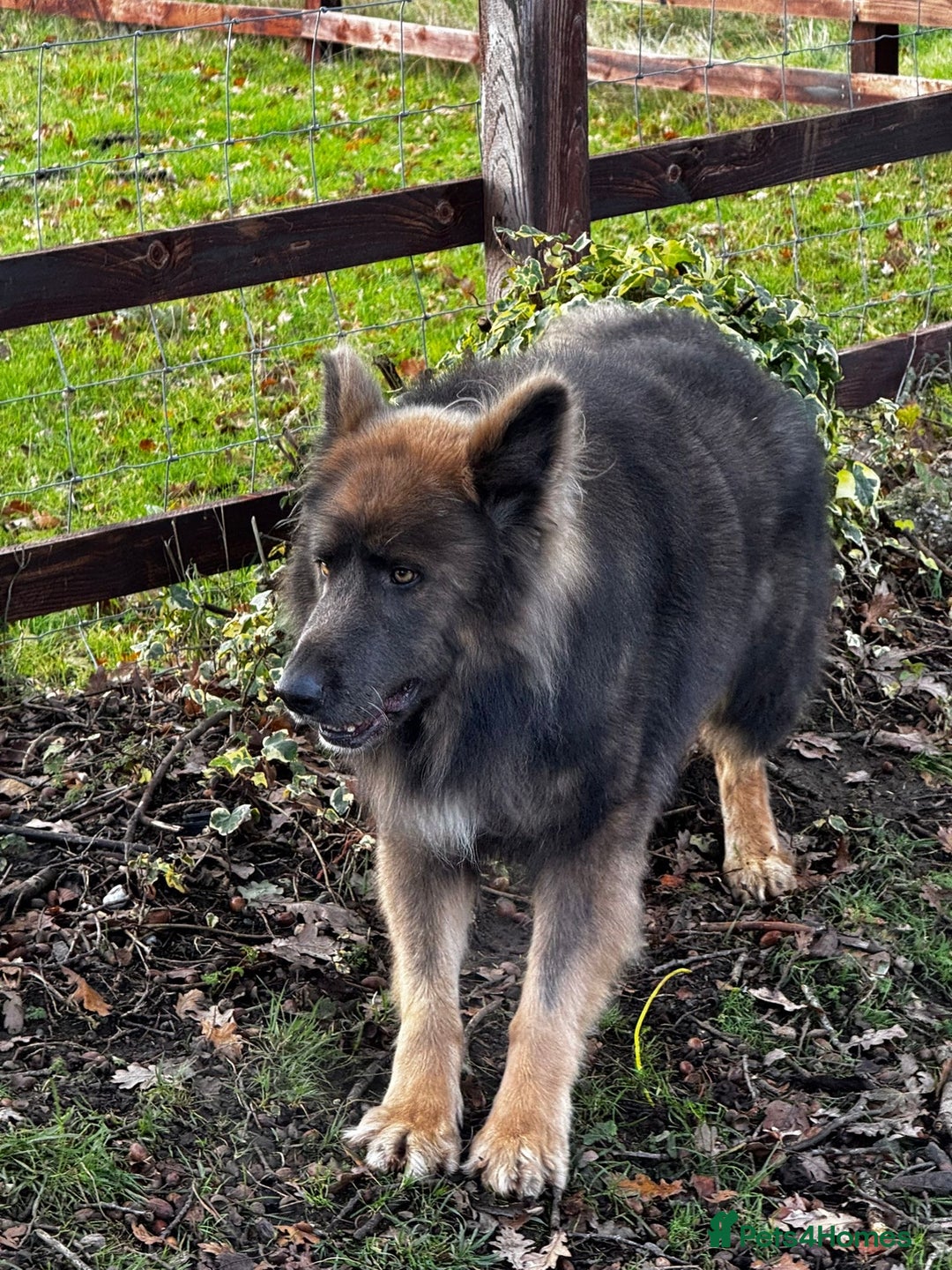 German Longhaired Pointer dogs for sale: Blue long hair German Shepard - Advert 5