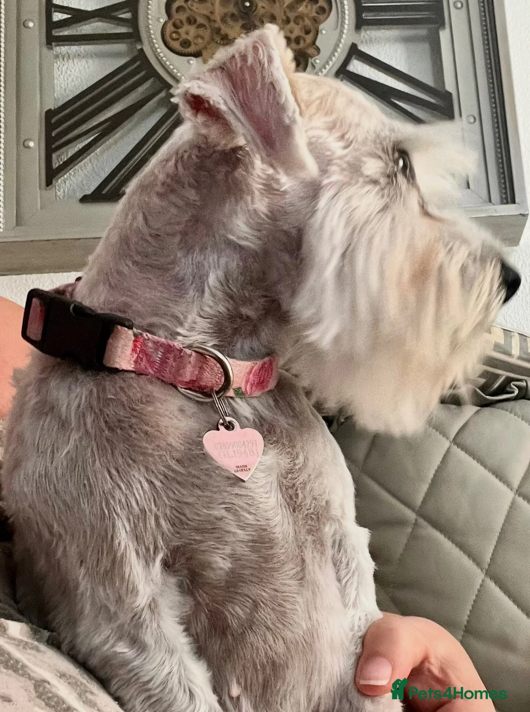 Miniature Schnauzer dogs for sale: 🩷Beautiful Miniature Schnauzer Adult Girl 🩷 - Advert 2