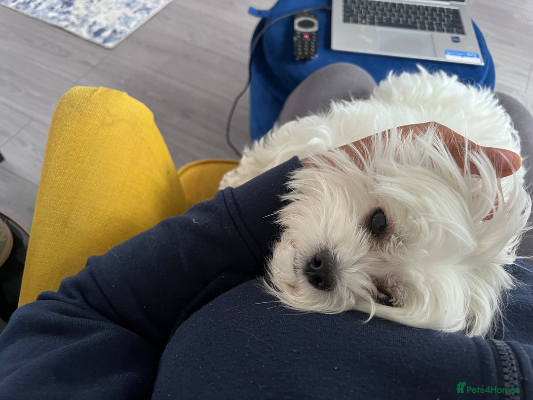 Maltese dogs for stud: Proven Full bred Maltese for stud (borehamwood) in Borehamwood - Advert 7