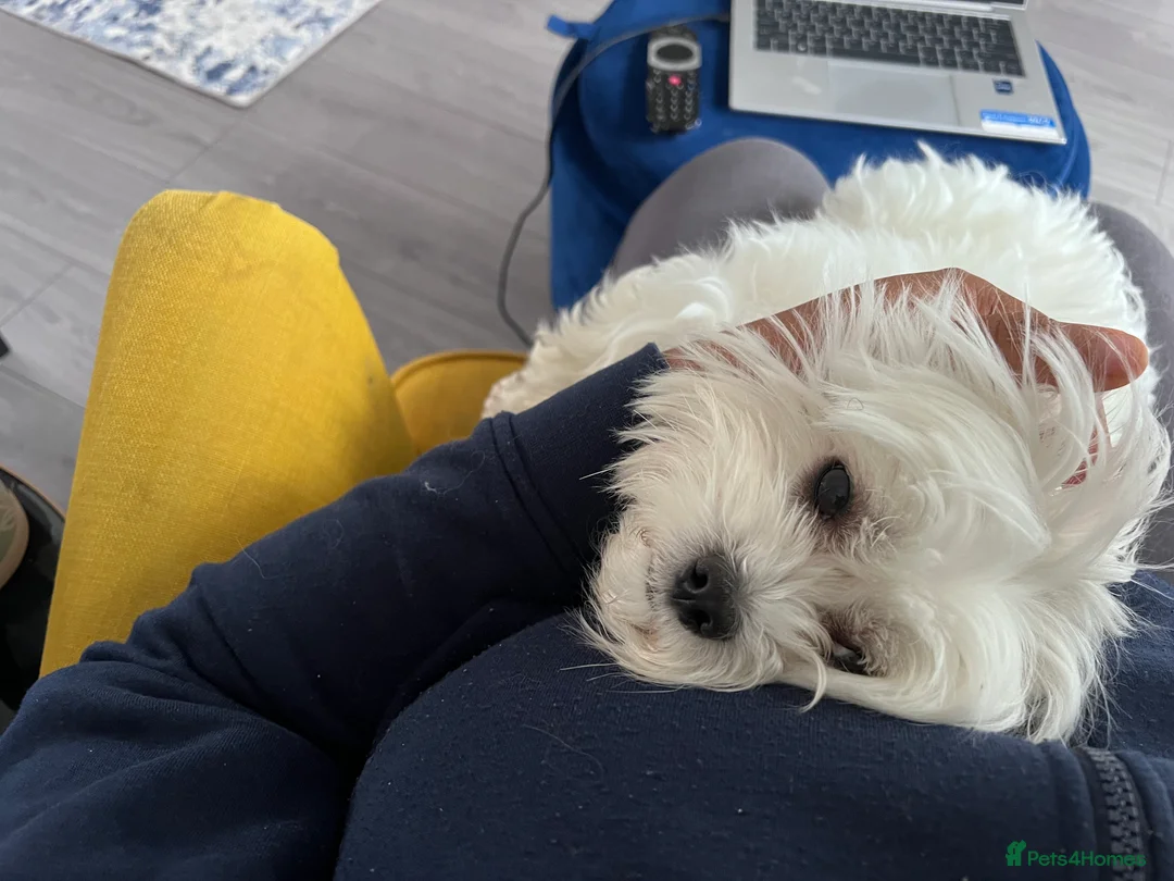 Maltese dogs for stud: Proven Full bred Maltese for stud (borehamwood) in Borehamwood - Advert 7