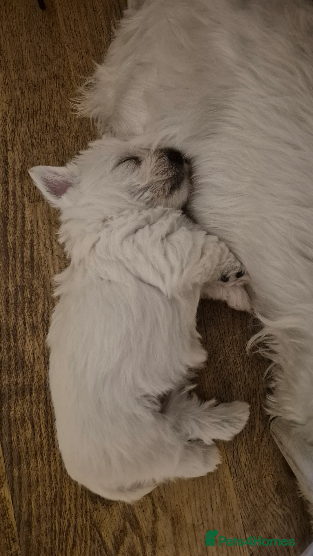 West Highland Terrier dogs for sale: 3 gorgeous Westie boys - "Ron, Fred & George" - Advert 8
