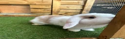 Mini Lop rabbits for sale: Purebred baby male mini lop  - Advert 8