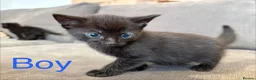 Mixed Breed cats for sale: 4 kittens for sale  - Advert 8