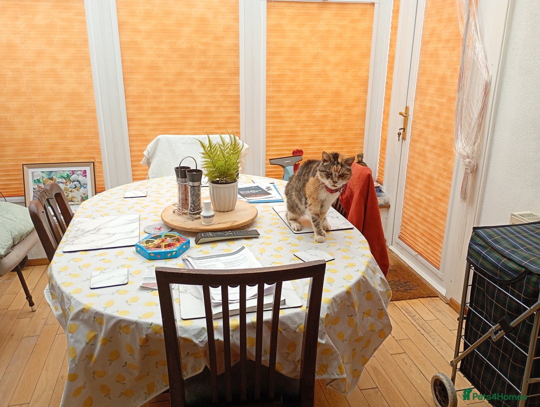 Mixed Breed cats for sale: Davina  - Advert 1